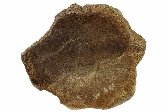 Polished Dinosaur Bone (Gembone) Slab - Utah #151462